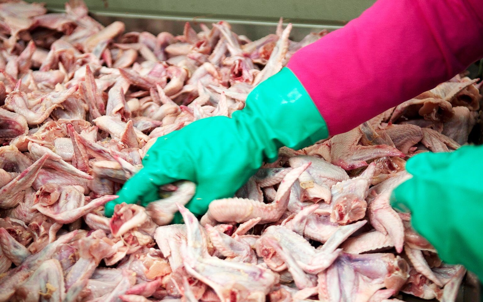 PVD šogad piecos putnu gaļas paraugos konstatējis salmonellu