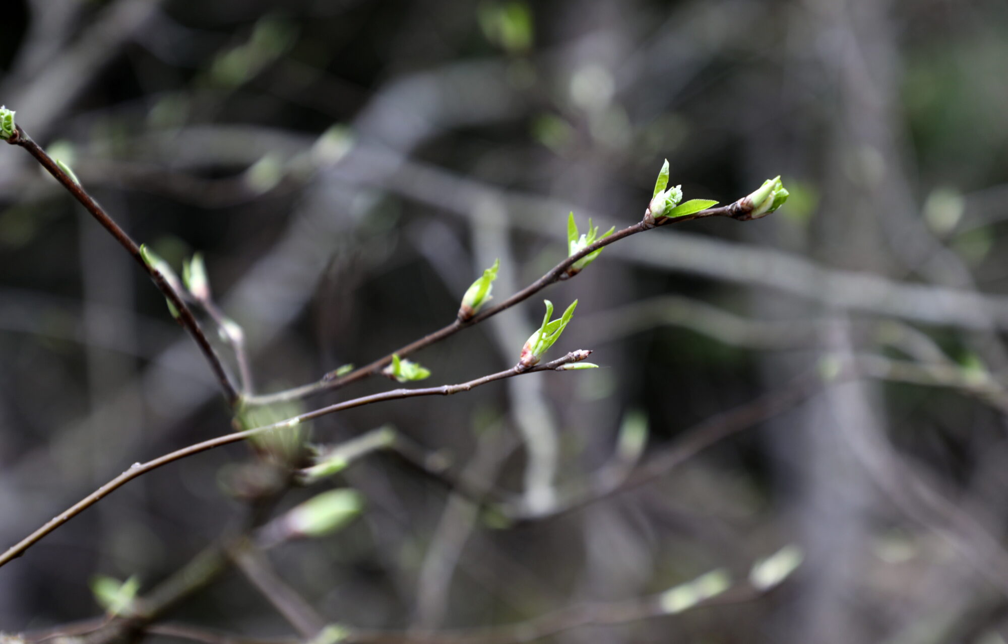 Aprīļa vidū gaisa temperatūra Latvijā bijusi 3,7 grādus virs normas