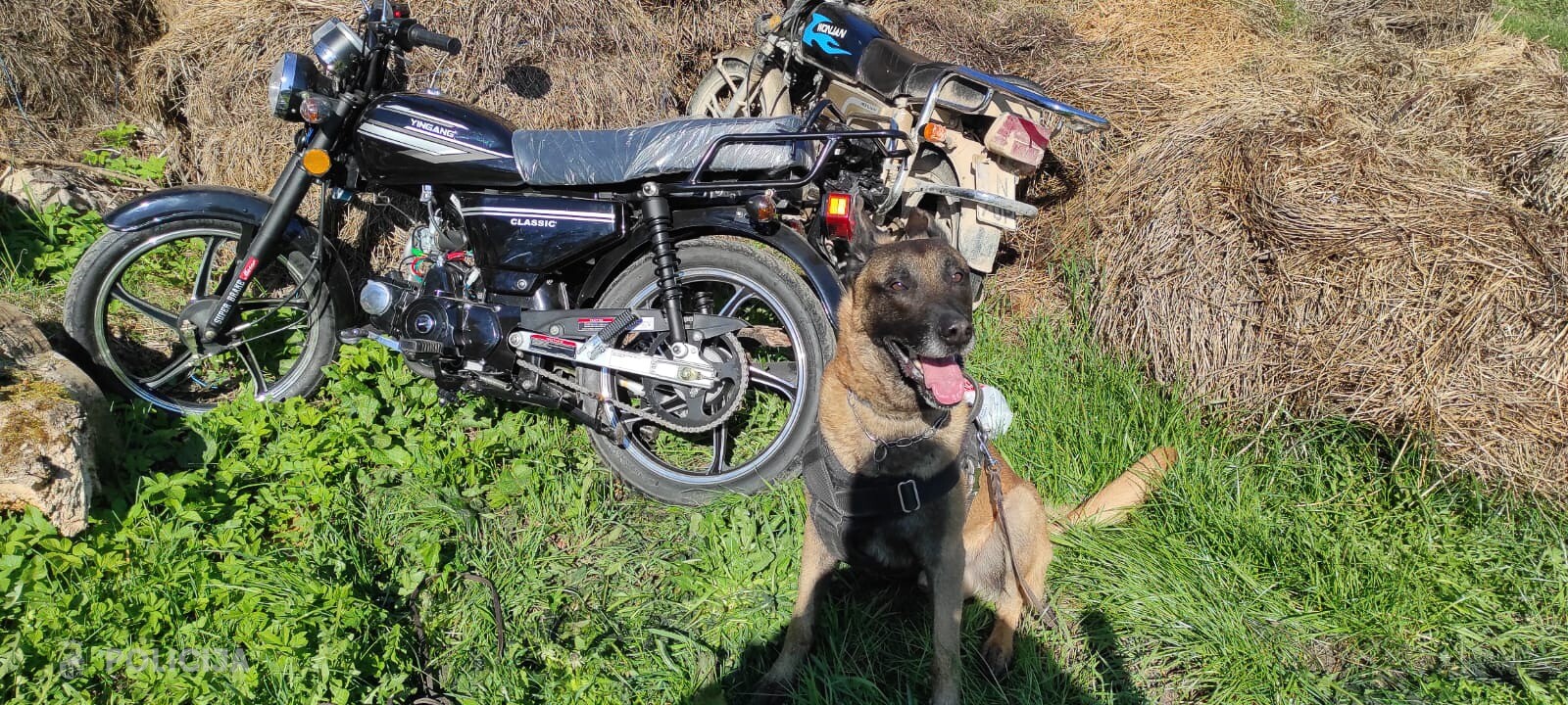 Vaiņodē policija ar dienesta suņa palīdzību aiztur zagļus un atgūst zagtās mantas