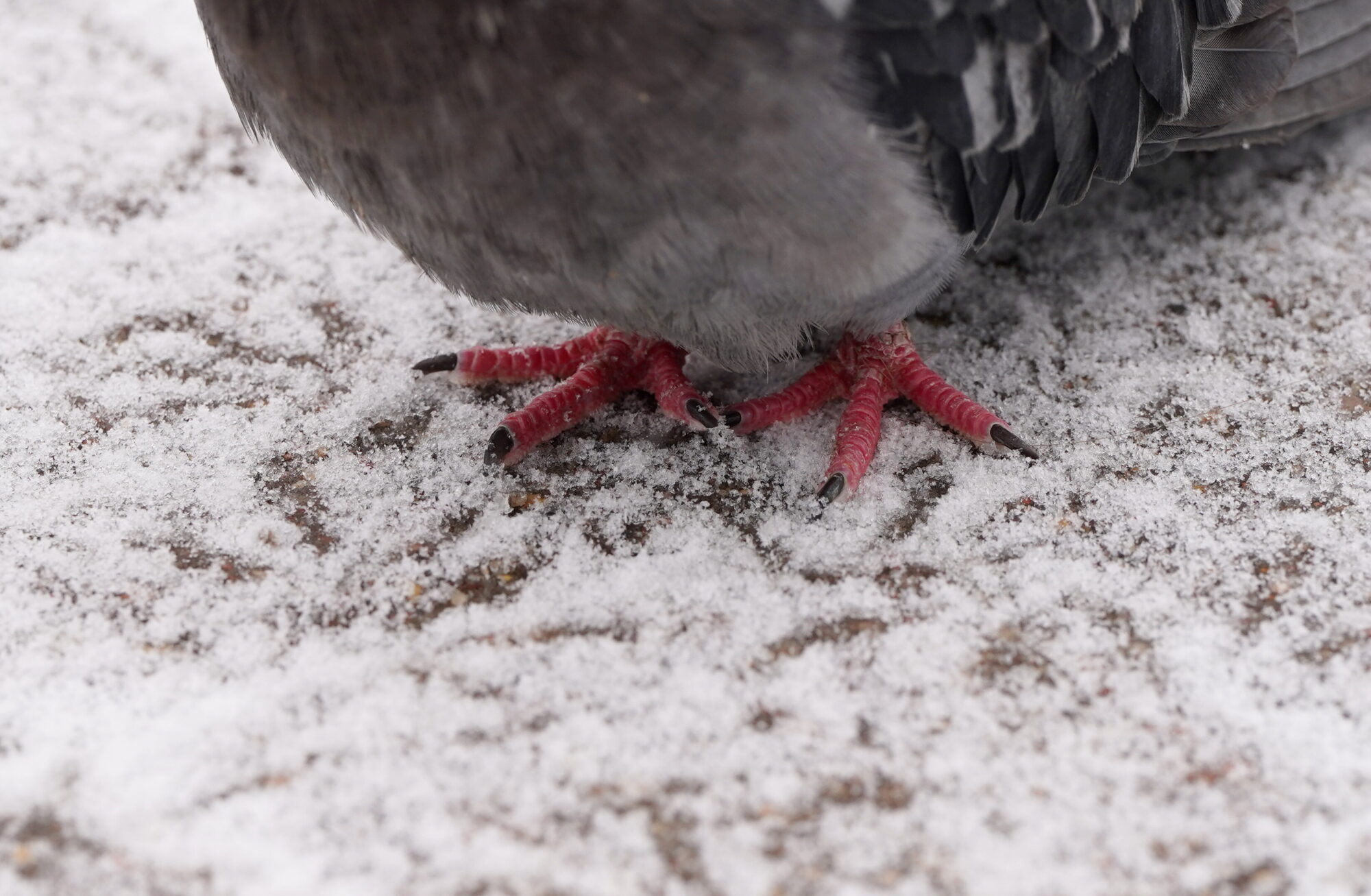 Pārspēts 7. maija aukstuma rekords