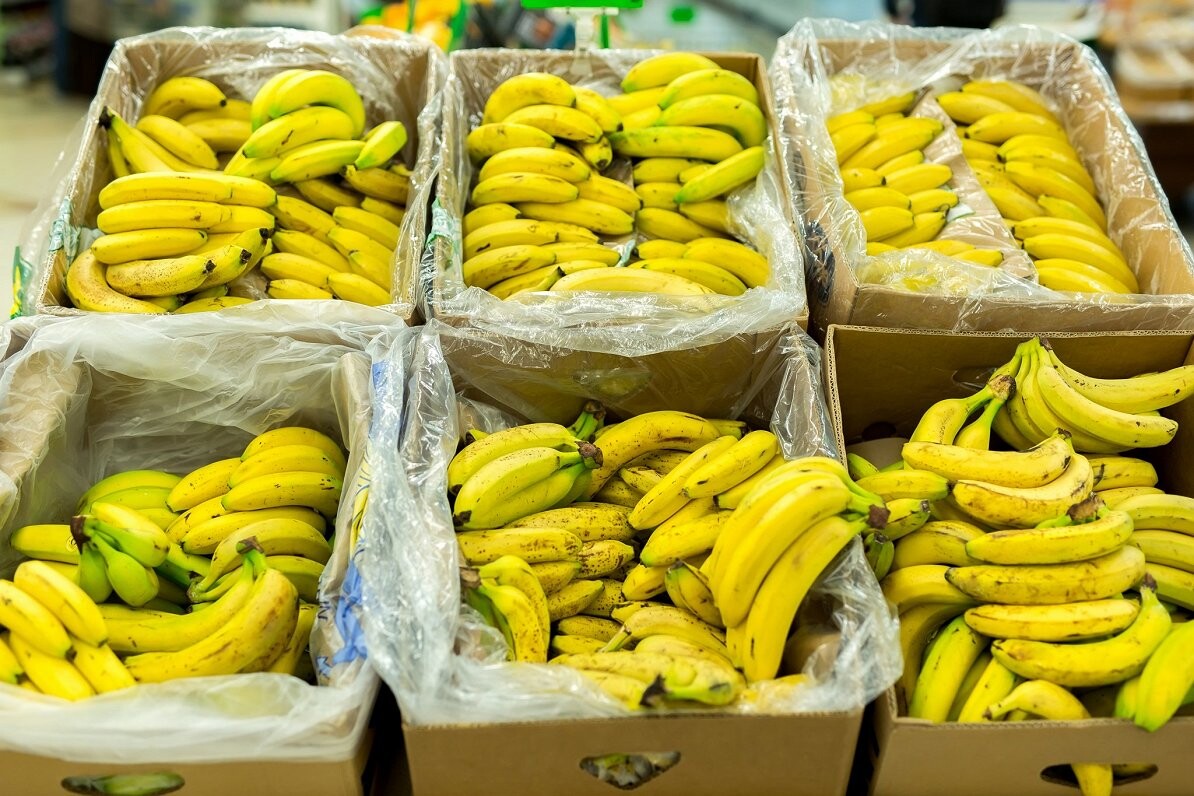 Itālijā banānu kravā atrod 2,7 tonnas kokaīna