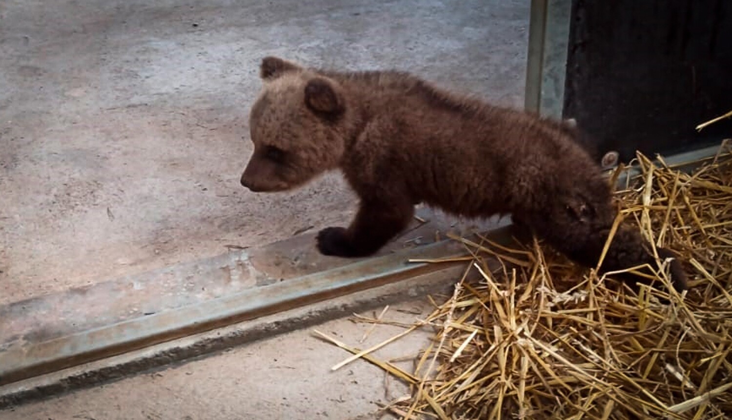 Bez mammas palikušais lācēns ar lidmašīnu dodas uz Franciju