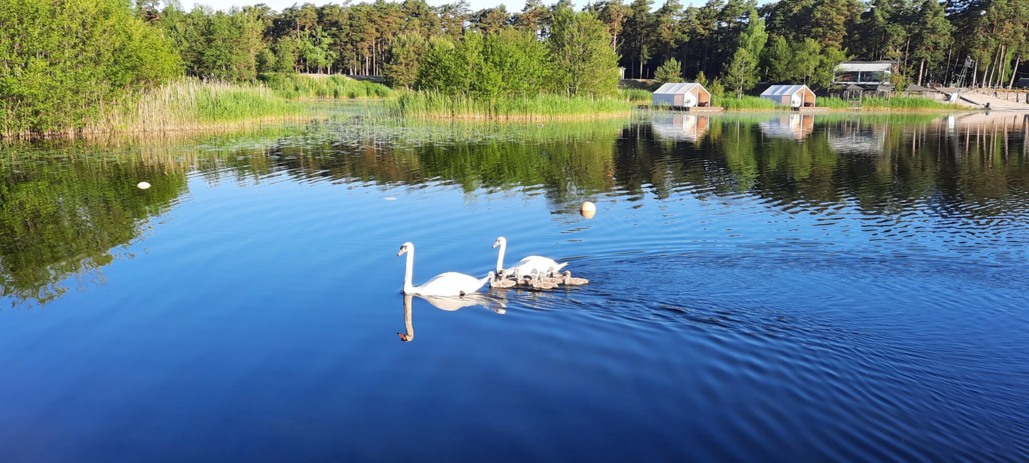 Beberliņos gulbju pāris lepojas ar astoņām atvasēm