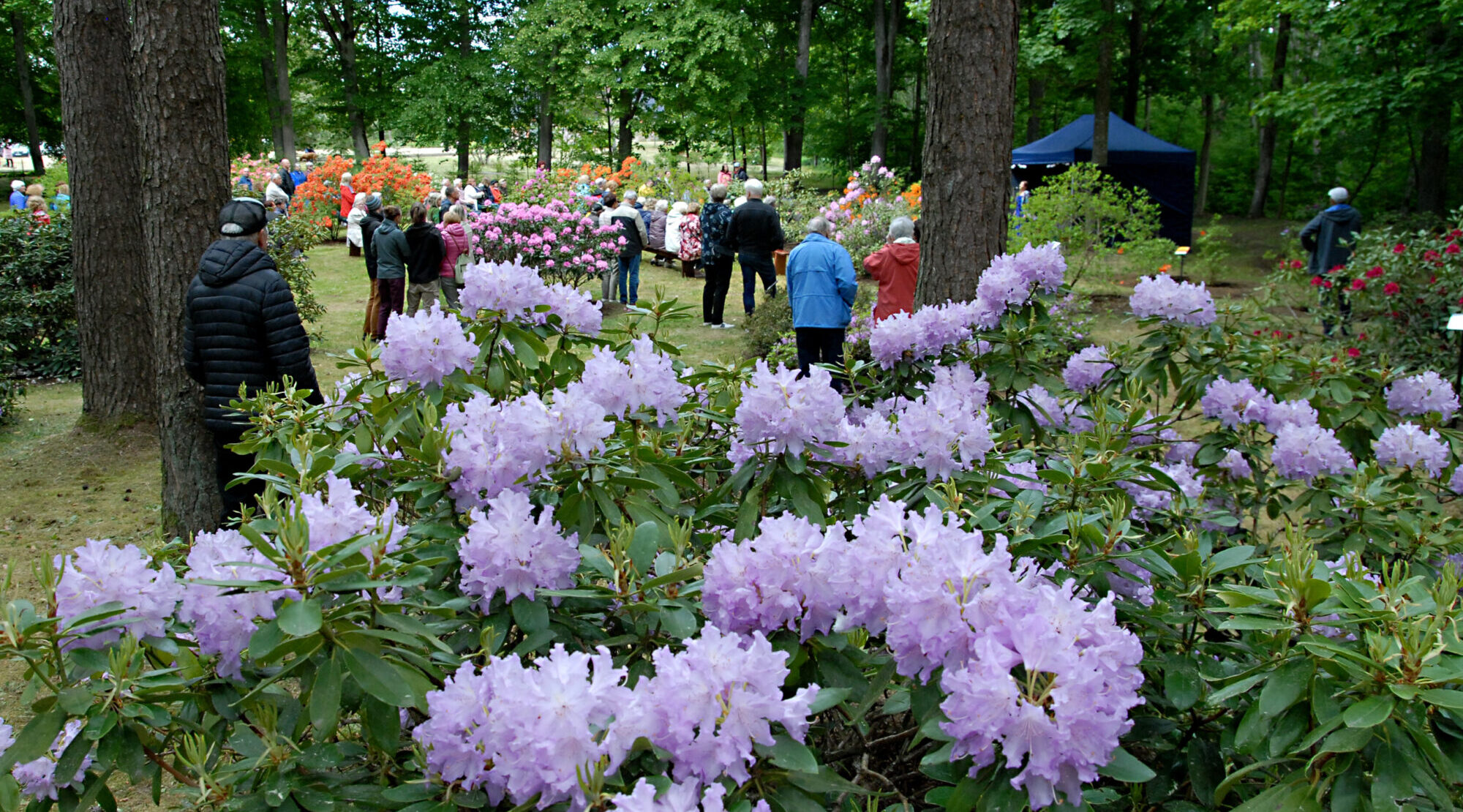 Foto: Cīravā aizvadīti rododendru ziedēšanas svētki