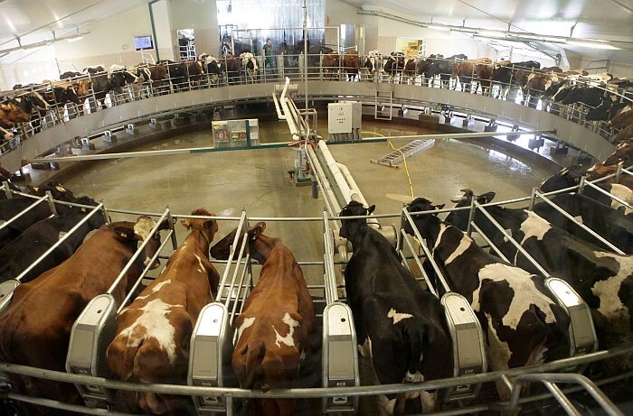 Piena kooperatīvs “Dundaga” jūlijā apturēs piena produktu ražošanu