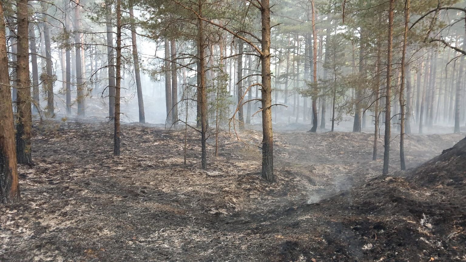 Netālu no Ventspils naftas bāzes izcēlušies vairāki meža ugunsgrēki