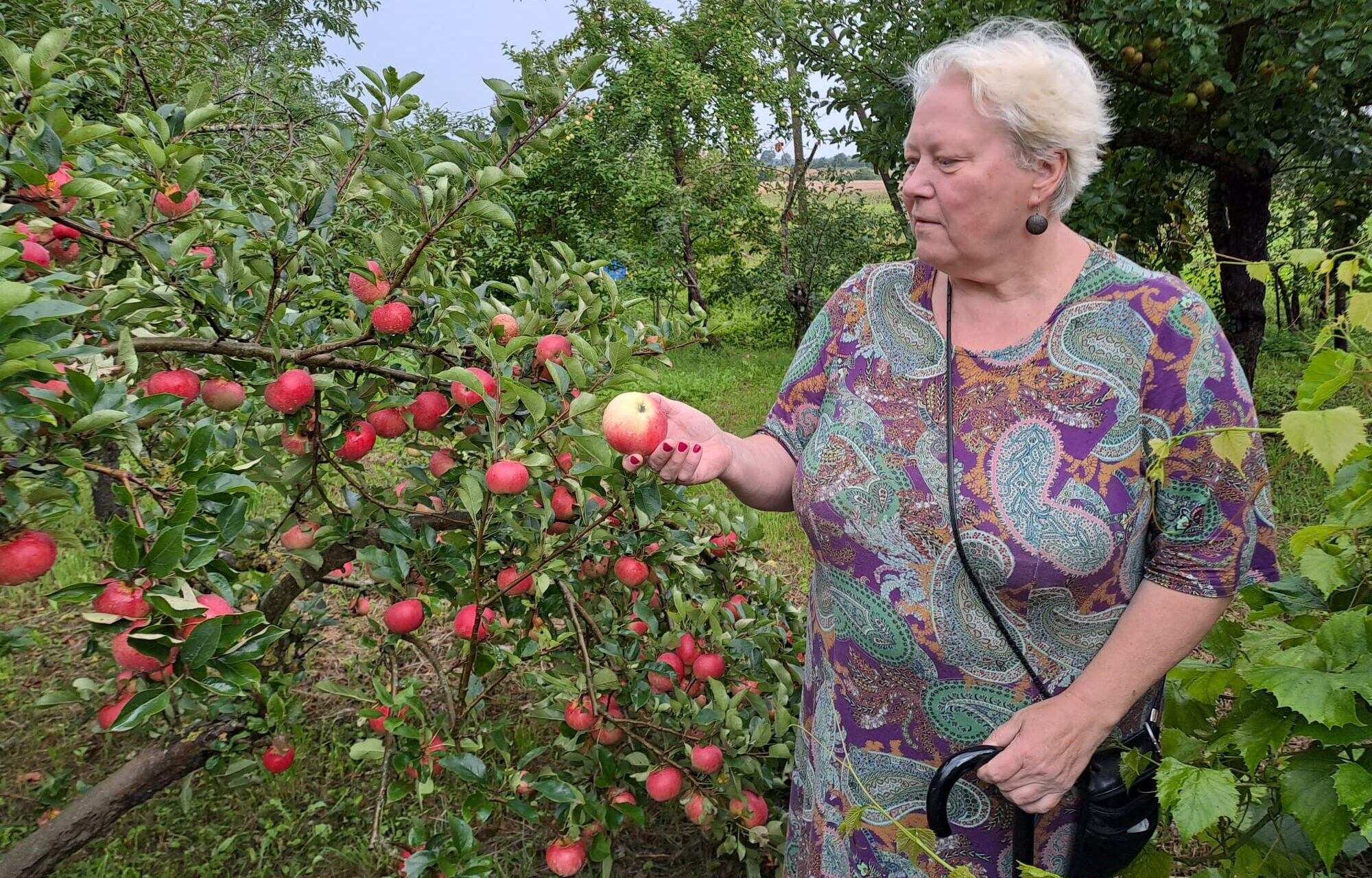 Zināmākā agro ābolu šķirne “Baltais dzidrais” dārzos saglabāta maz