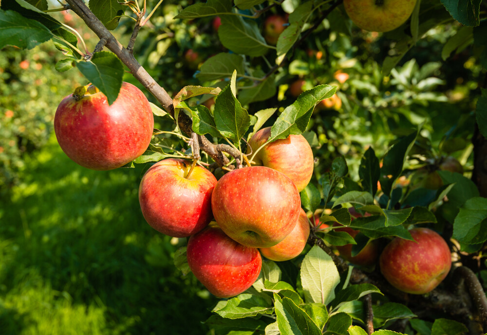Pieņēmumi un patiesība par labas veselības simbolu – ābolu