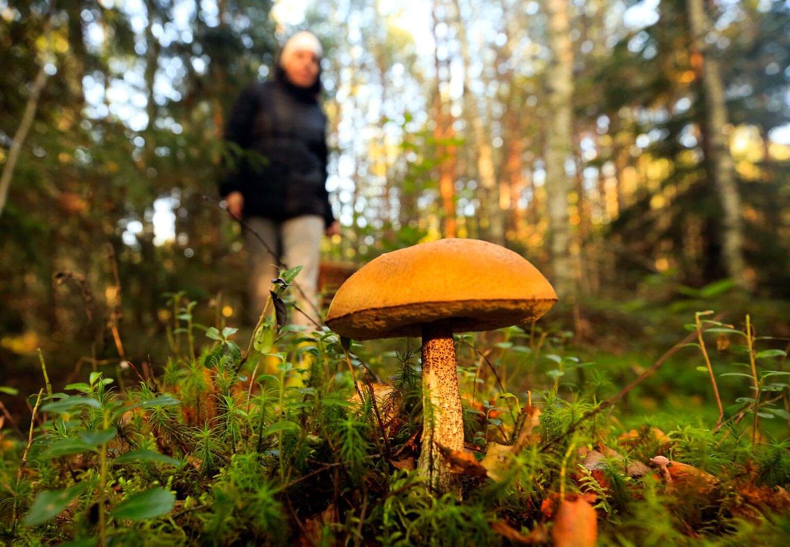 Divi cilvēki nomaldās Dunikas mežos