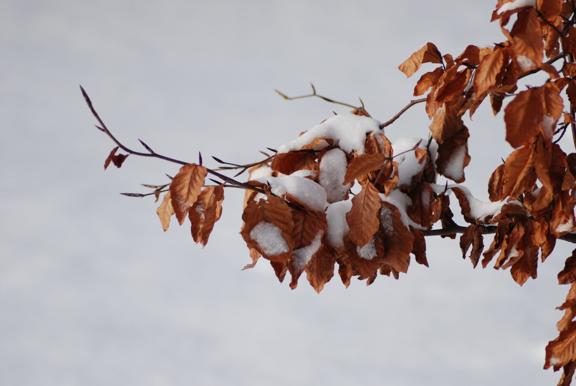Dienvidkurzemes novadā gaiss iesilis līdz +11 grādiem; Alūksnē sākusies meteoroloģiskā ziema