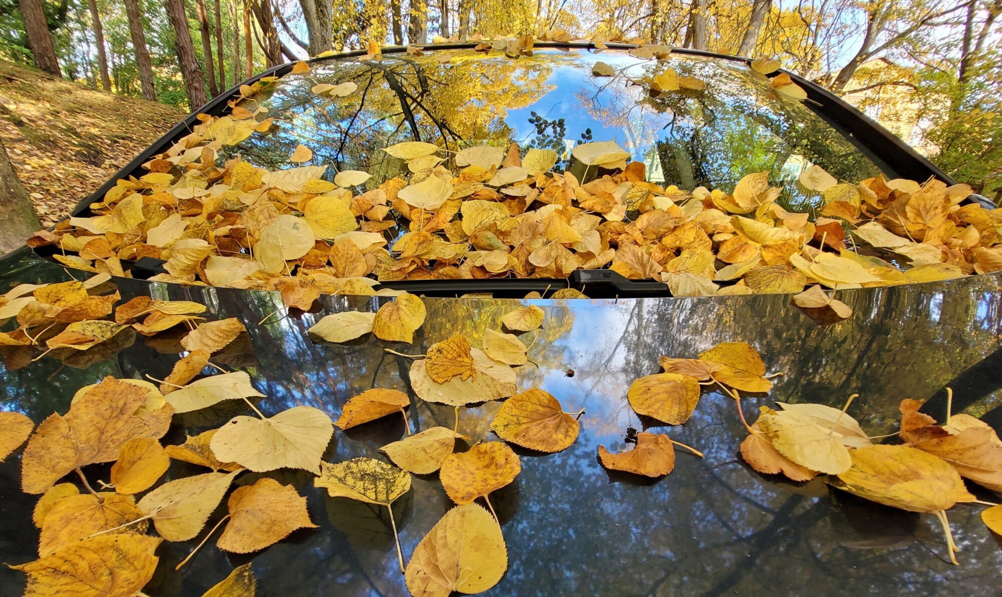 Kur likt rudenī sagrābtās lapas?