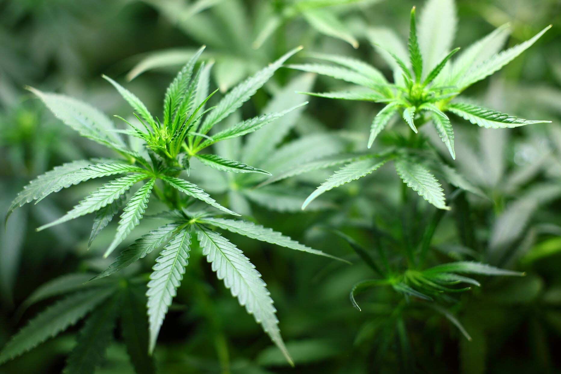 Vācijā marihuānas legalizācija gaidāma tikai nākamgad