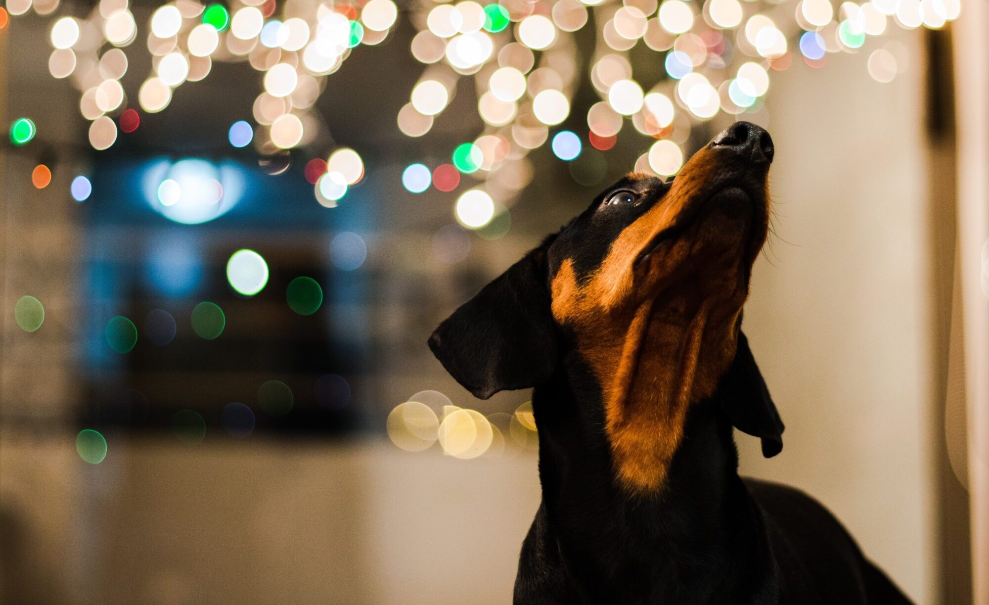 Jaunā gada uguņošana var būt bīstama tavam mājas mīlulim