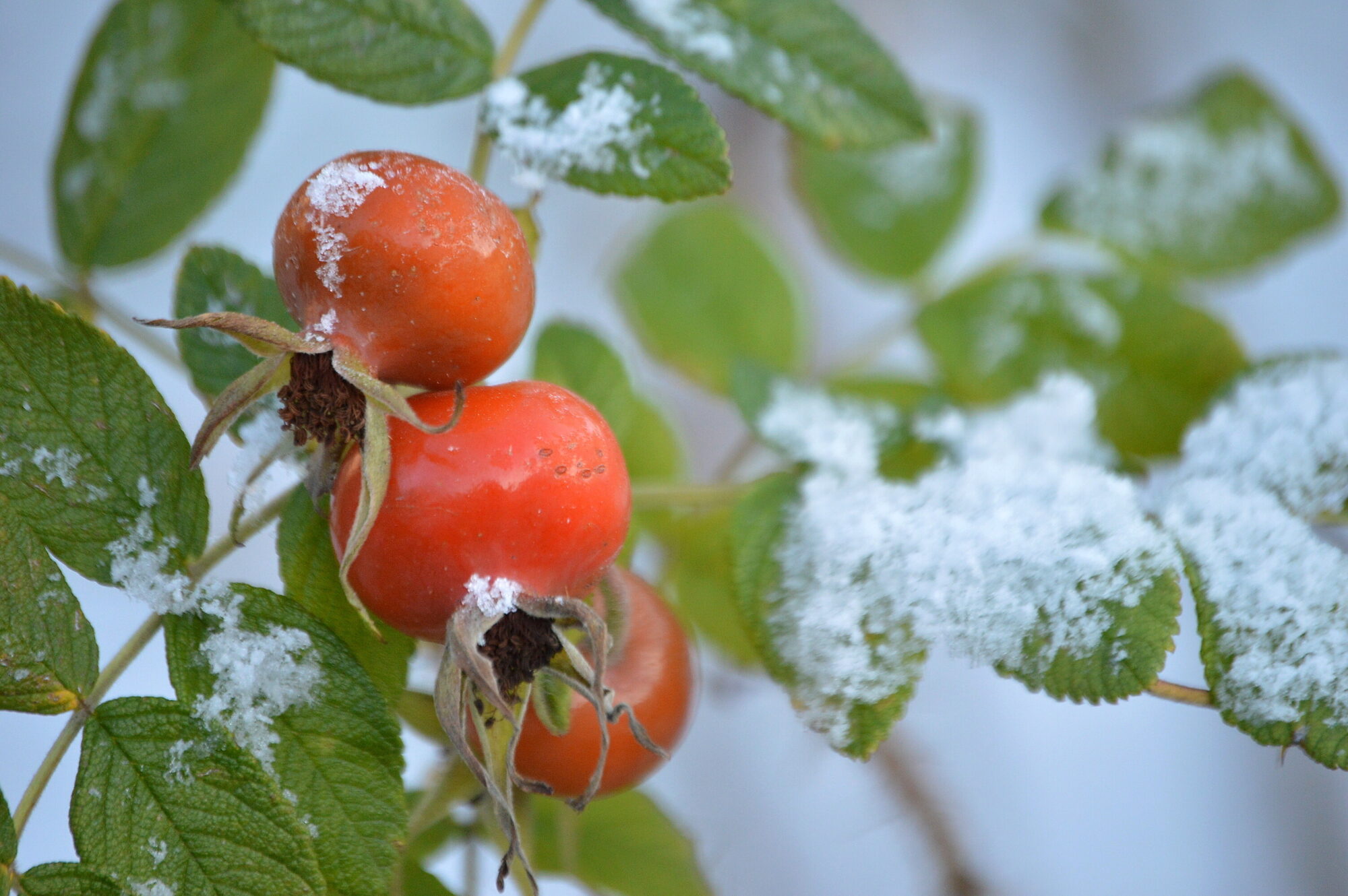 Pirmajā adventē starp mākoņiem brīžiem uzspīdēs saule