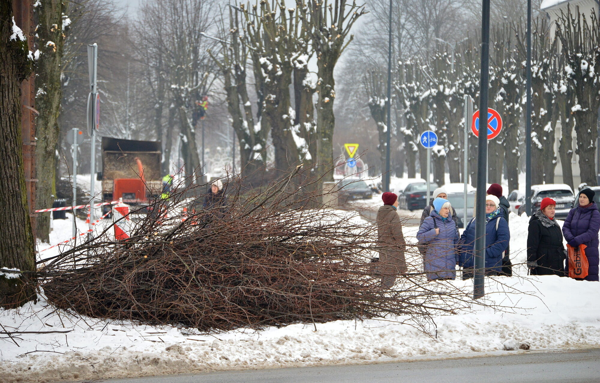 Kūrmājas prospektā uzlabo koku veselību
