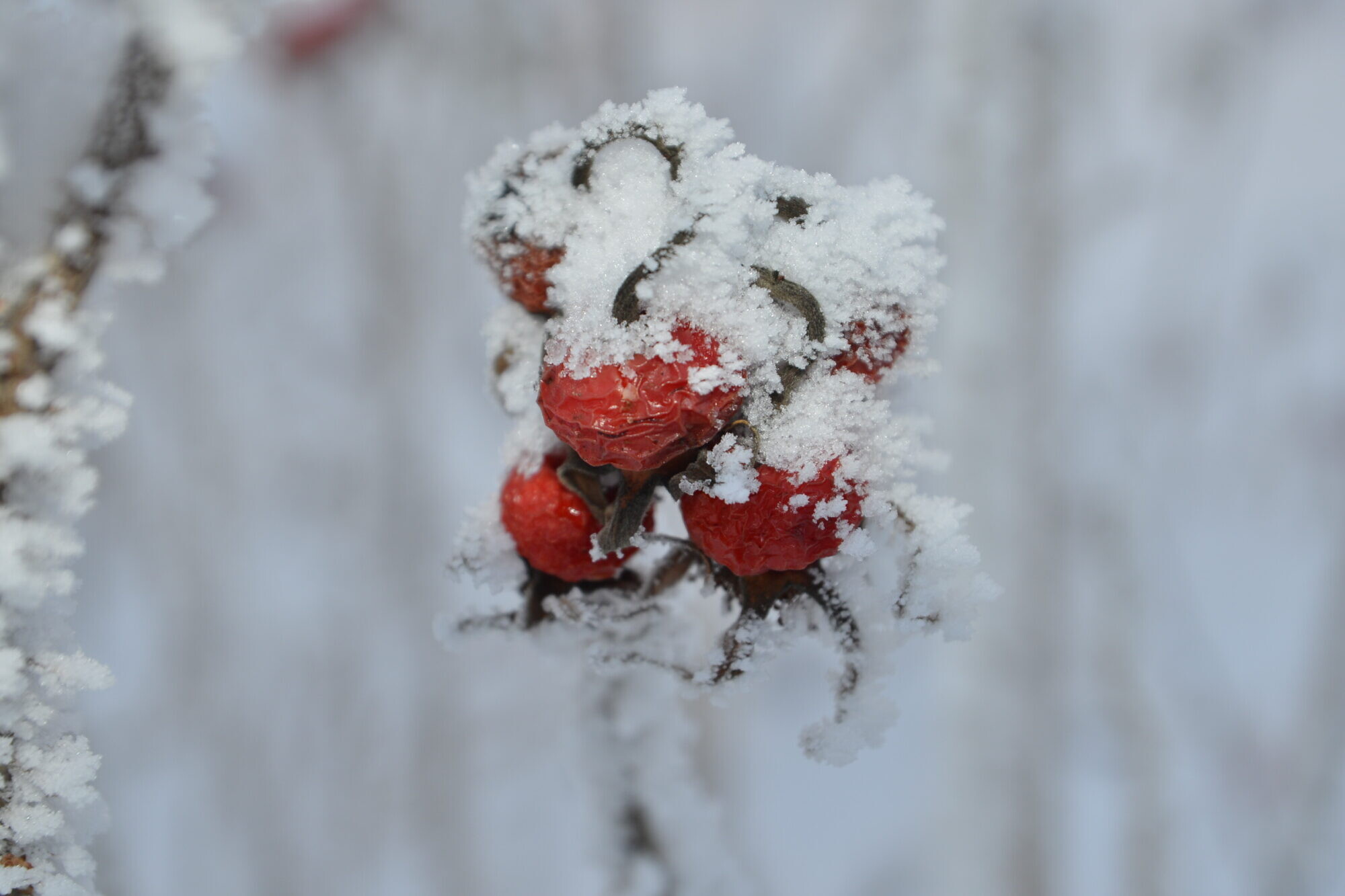 Jaunā gada pirmajā dienā gaisa temperatūra turēsies zem nulles