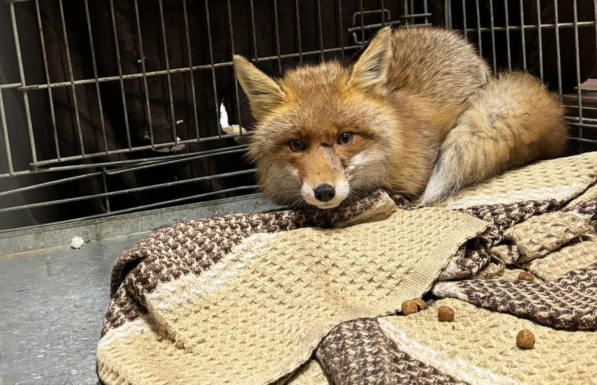 Lapsas kūmiņš pēc peldes ostā atgūstas klīnikā