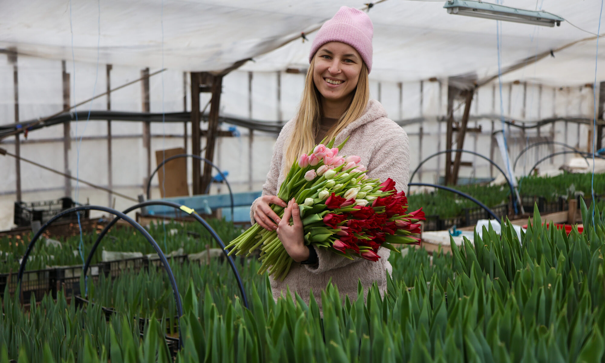 Foto: Agrākās tulpes nogrieztas jau februāra sākumā