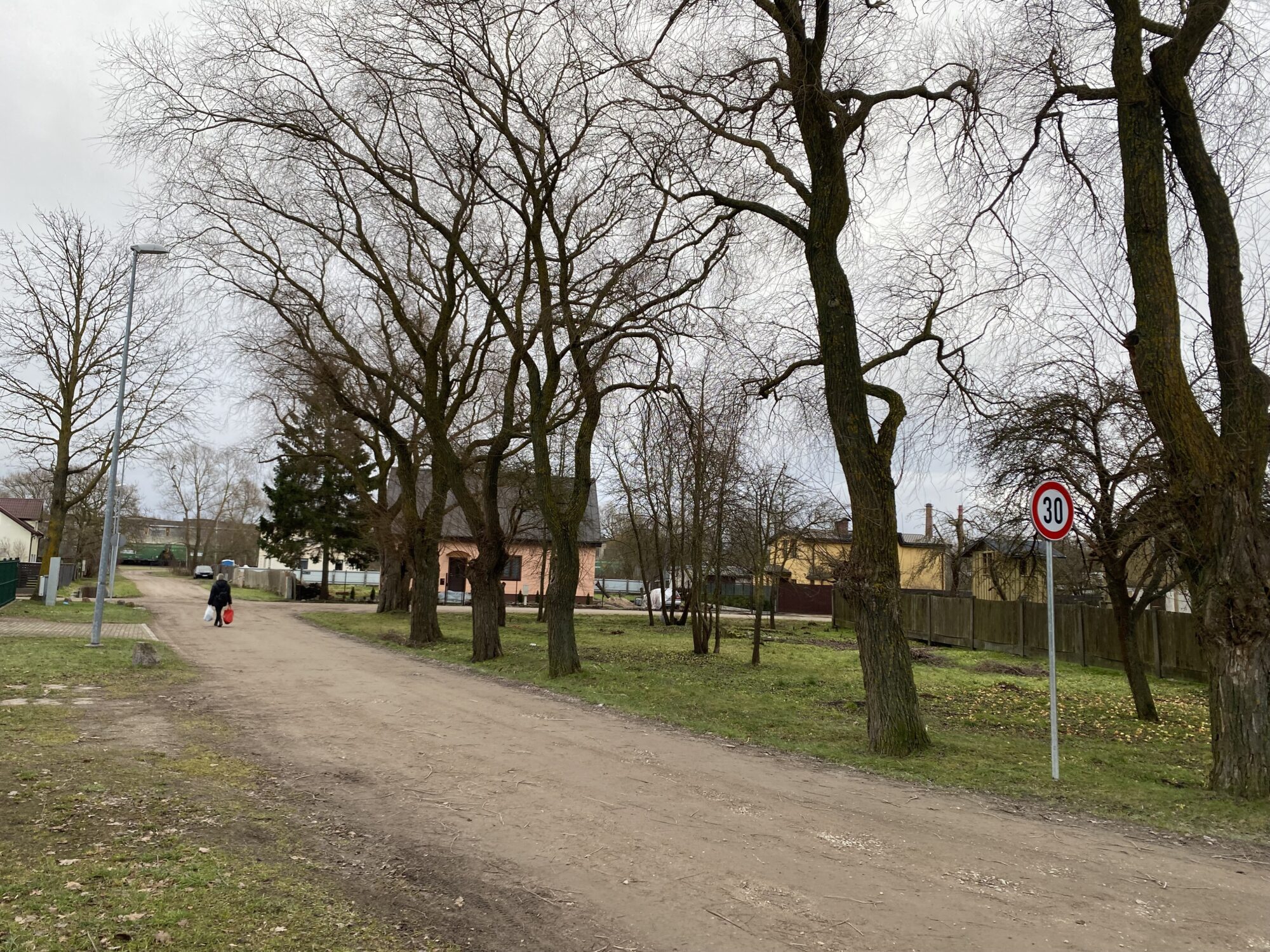 Plāno piecu koku ciršanu Jāņa Asara ielā