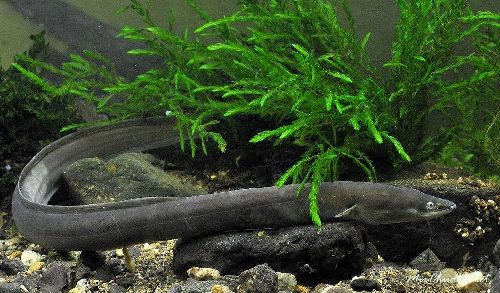Nākamajiem diviem gadiem noteikti zušu ieguves lieguma periodi