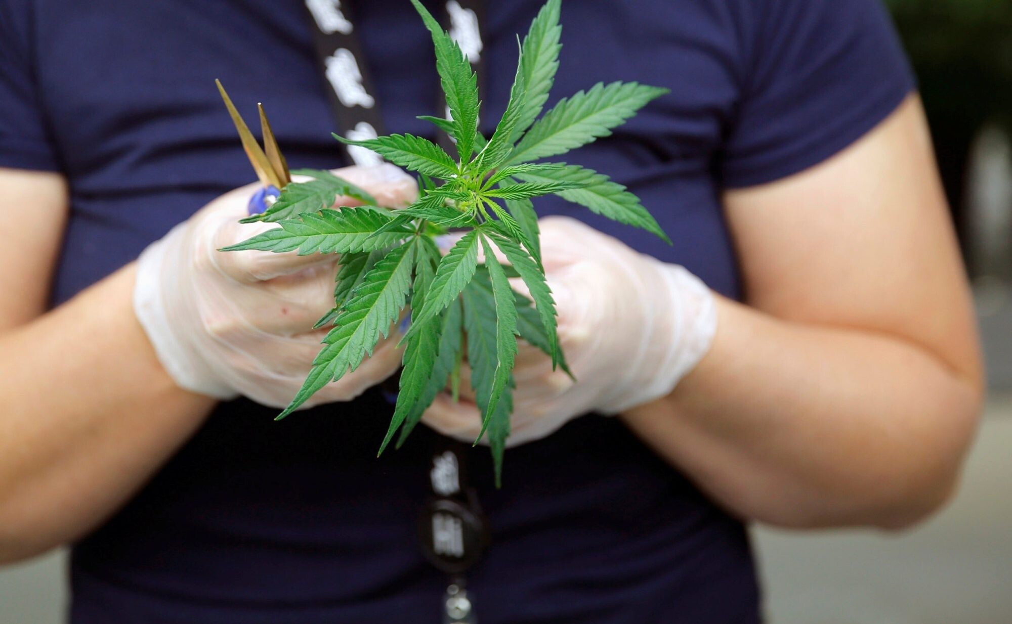 ANO struktūra uzskata Vācijas ieceri legalizēt marihuānu par nesavienojamu ar starptautiskajām tiesībām