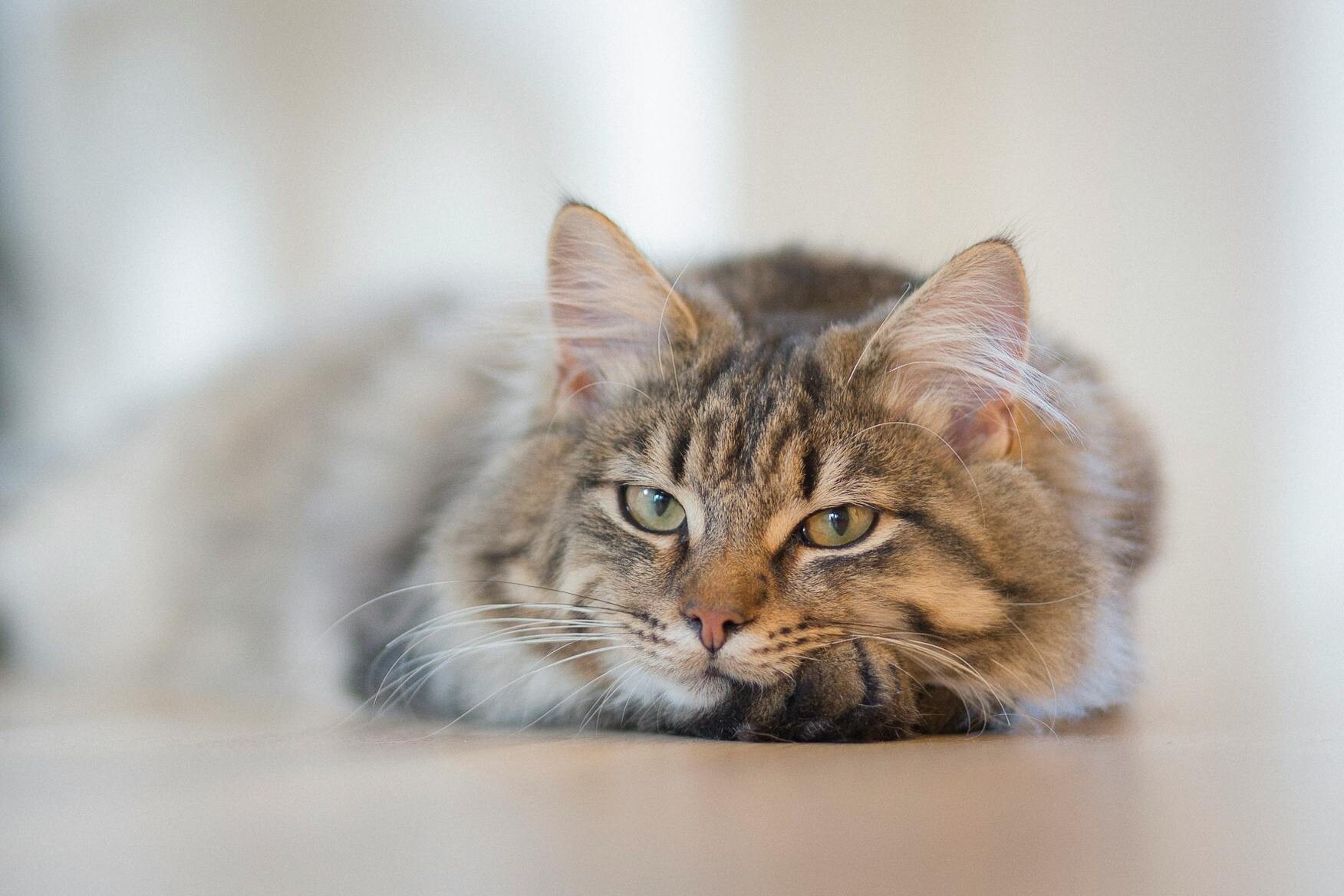 Kaķu un sesku apzīmēšanu ar mikroshēmu varēs veikt tikai praktizējošs veterinārārsts