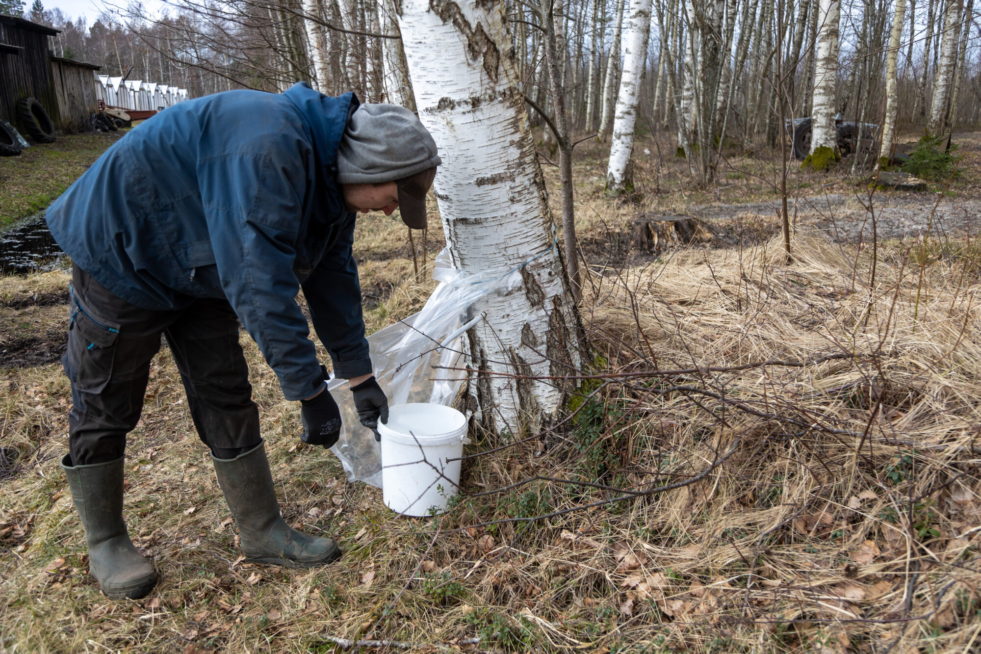 Foto: Sulu tecināšana kļuvusi par Jūrmalciema zemnieku Krētaiņu jauno ikdienas soli