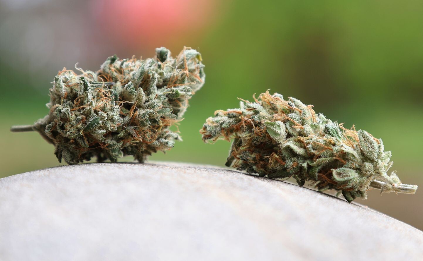 Vācijā likumprojekts par marihuānas legalizāciju pārvar pēdējo šķērsli
