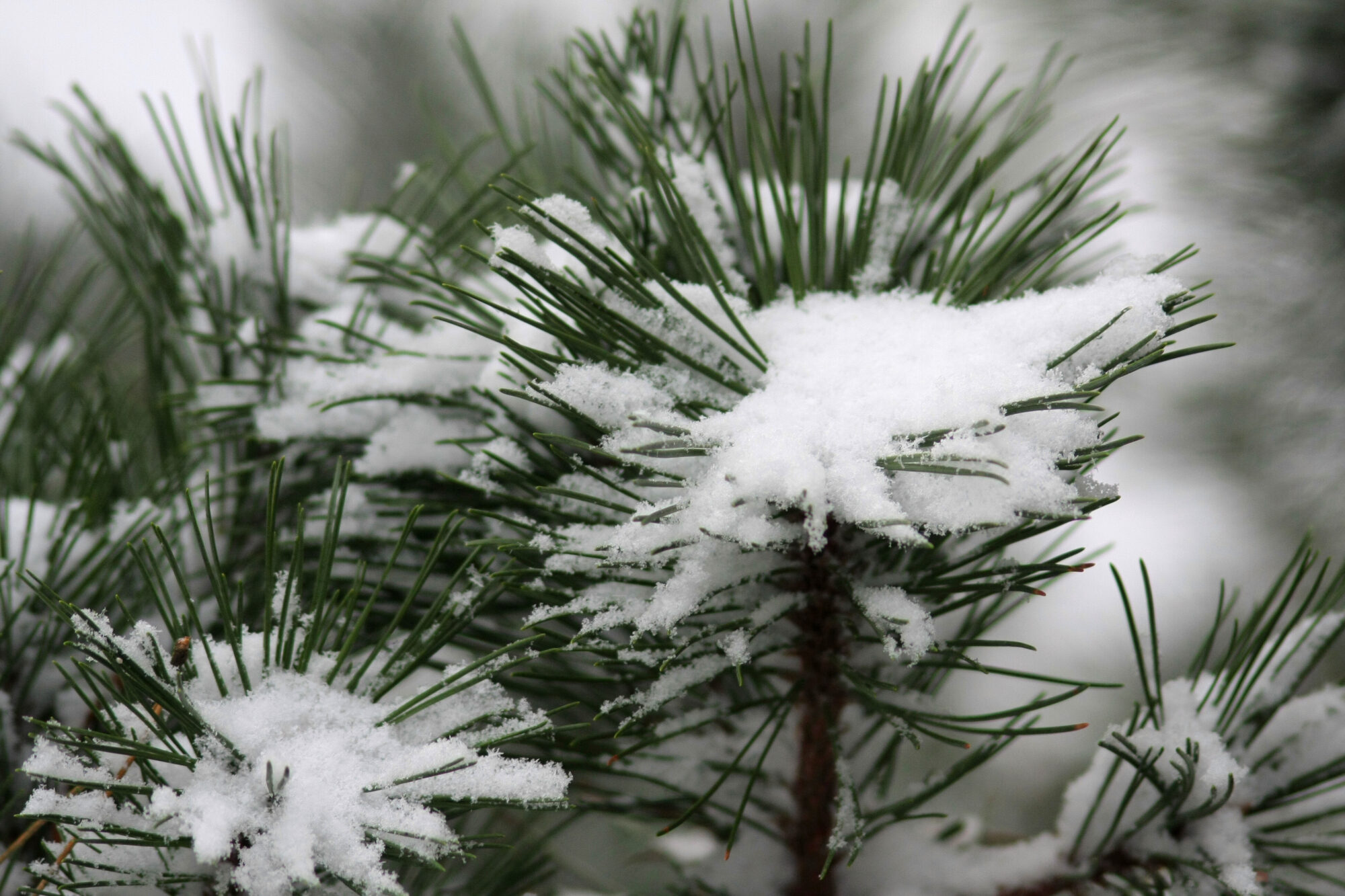 Jaunnedēļ laiks kļūs dzestrāks un iespējama meteoroloģiskās ziemas iestāšanās