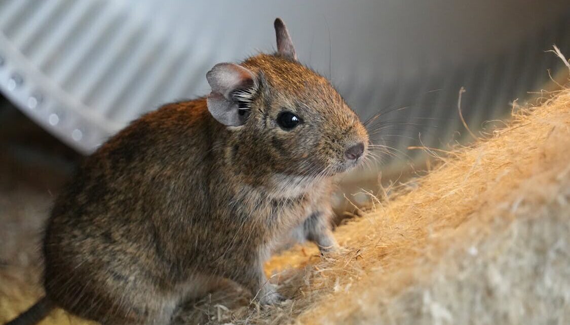 Degu paveicās, ka tuvumā negadījās medīt kārs kaķis… Nākotnes ielā atrastie grauzēji jau tikuši pie saimniekiem