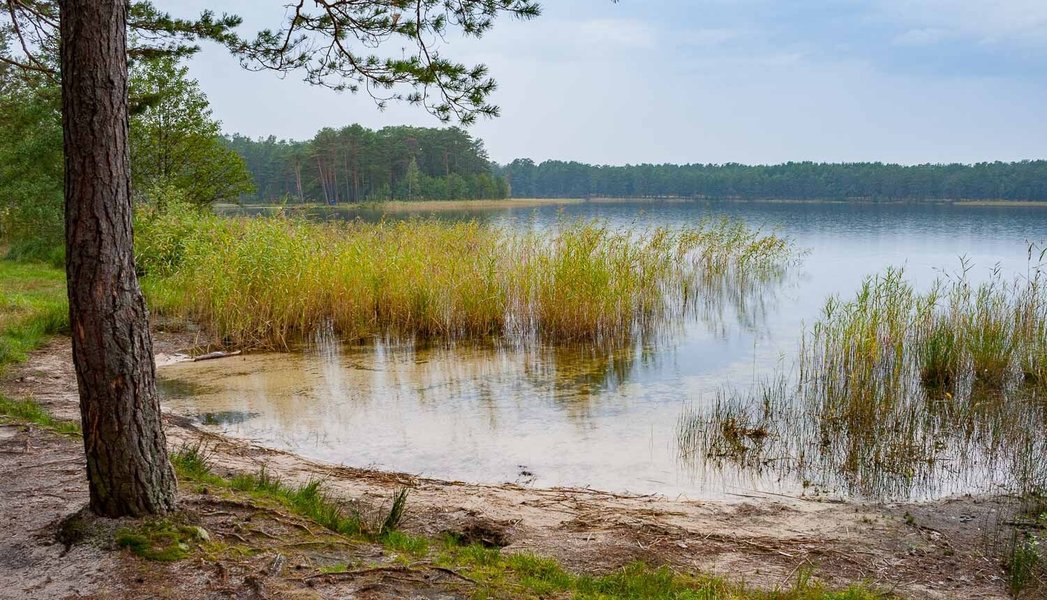 Vidzeme: Saudzējot Dortmaņa lobēliju, liegts uzturēties Ummja ezerā