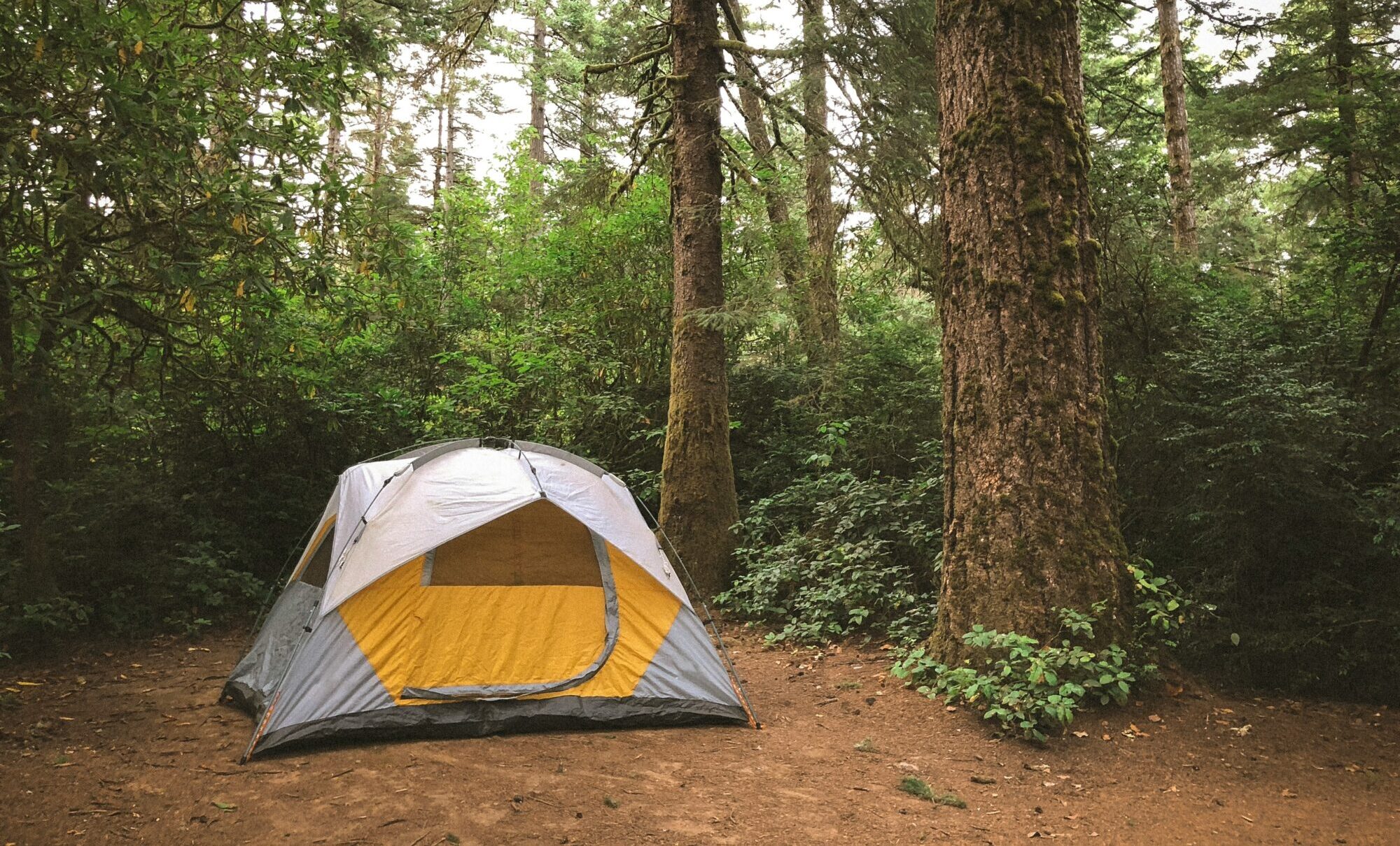 Zemgale: Ozolnieku mežaparkā bez saskaņošanas nevar celt teltis