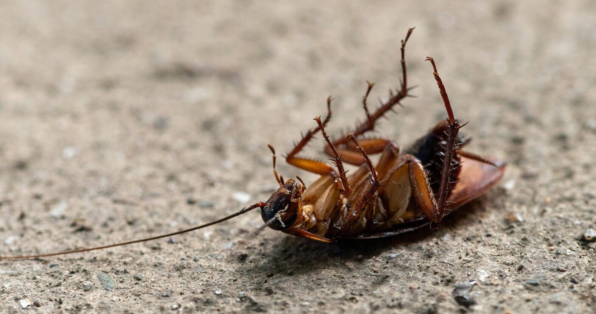 “Kurš atbildēs par mūsu saindēto veselību?” Nakts patversmes iemītnieku uztrauc cīņa ar insektiem