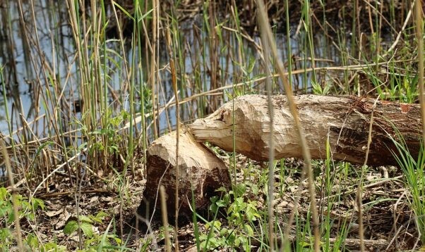 Vidzeme: Valmieras novada pilsētās noteiktas zonas izņēmuma kārtas medībām