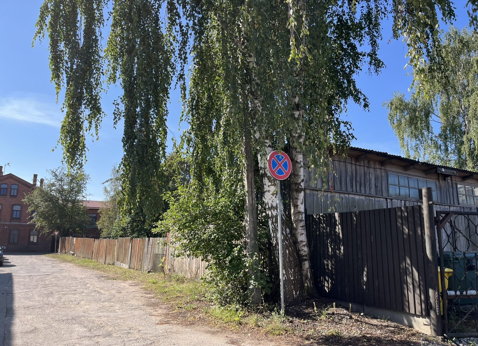 Liepājā plānota divu bērzu nociršana Mārtiņa ielā
