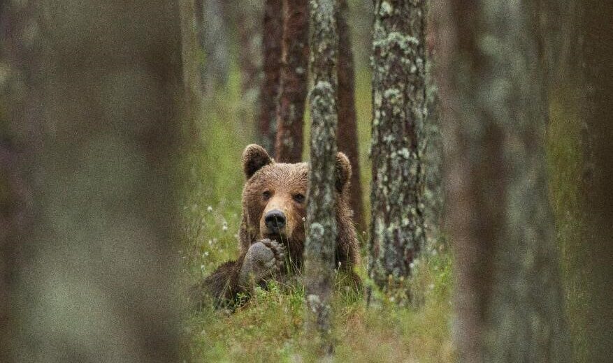 Slovākija ļauj nomedīt 350 lāčus