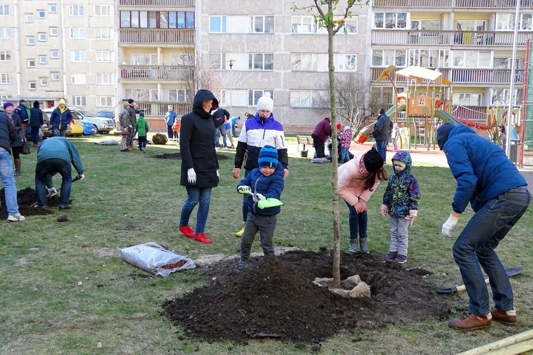 Kurzeme: Labiekārtotajos pagalmos stādīs kokus