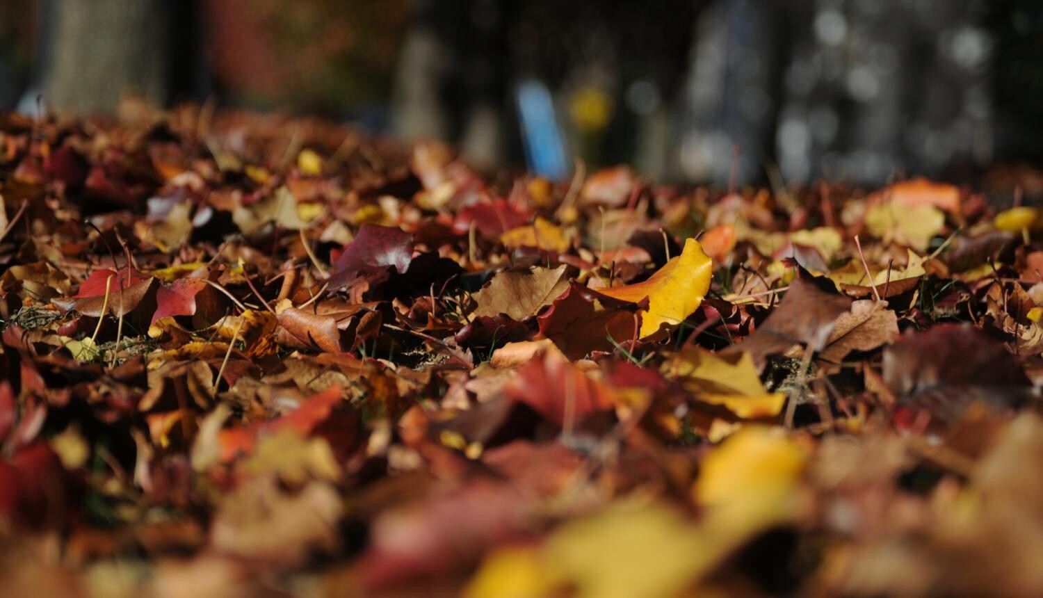 Zemgale: Rudens lapas pieņems divas dienas