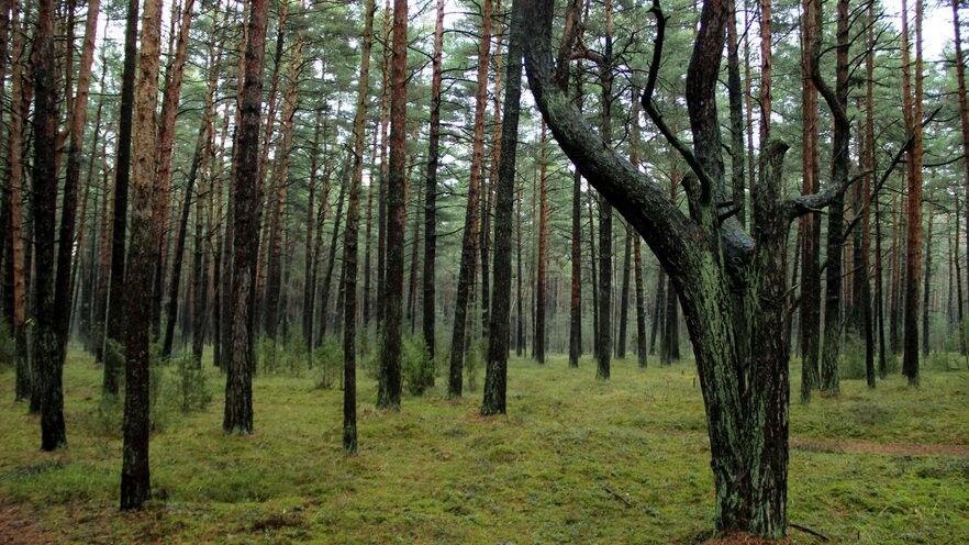 Sēnēs – ar prātu! Glābēji Pāvilostā palīdz izkļūt no meža