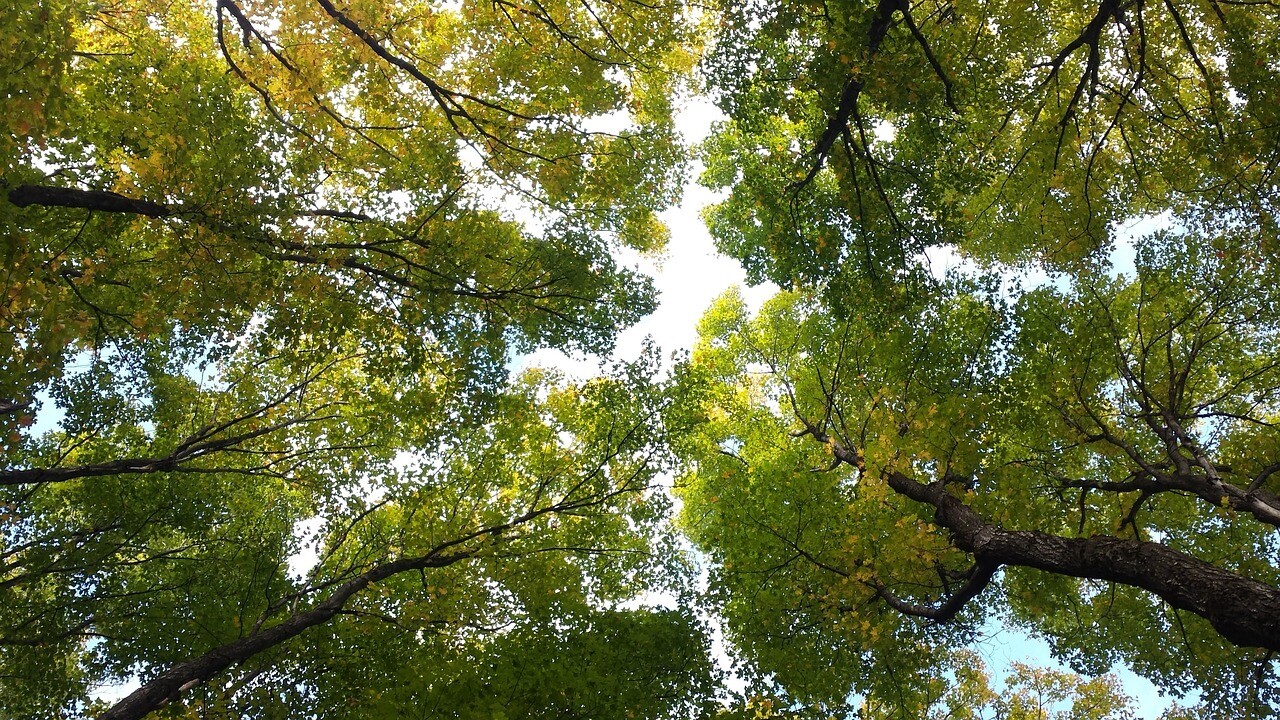 Vairāk nekā vienai no trim koku sugām pasaulē draud izmiršana