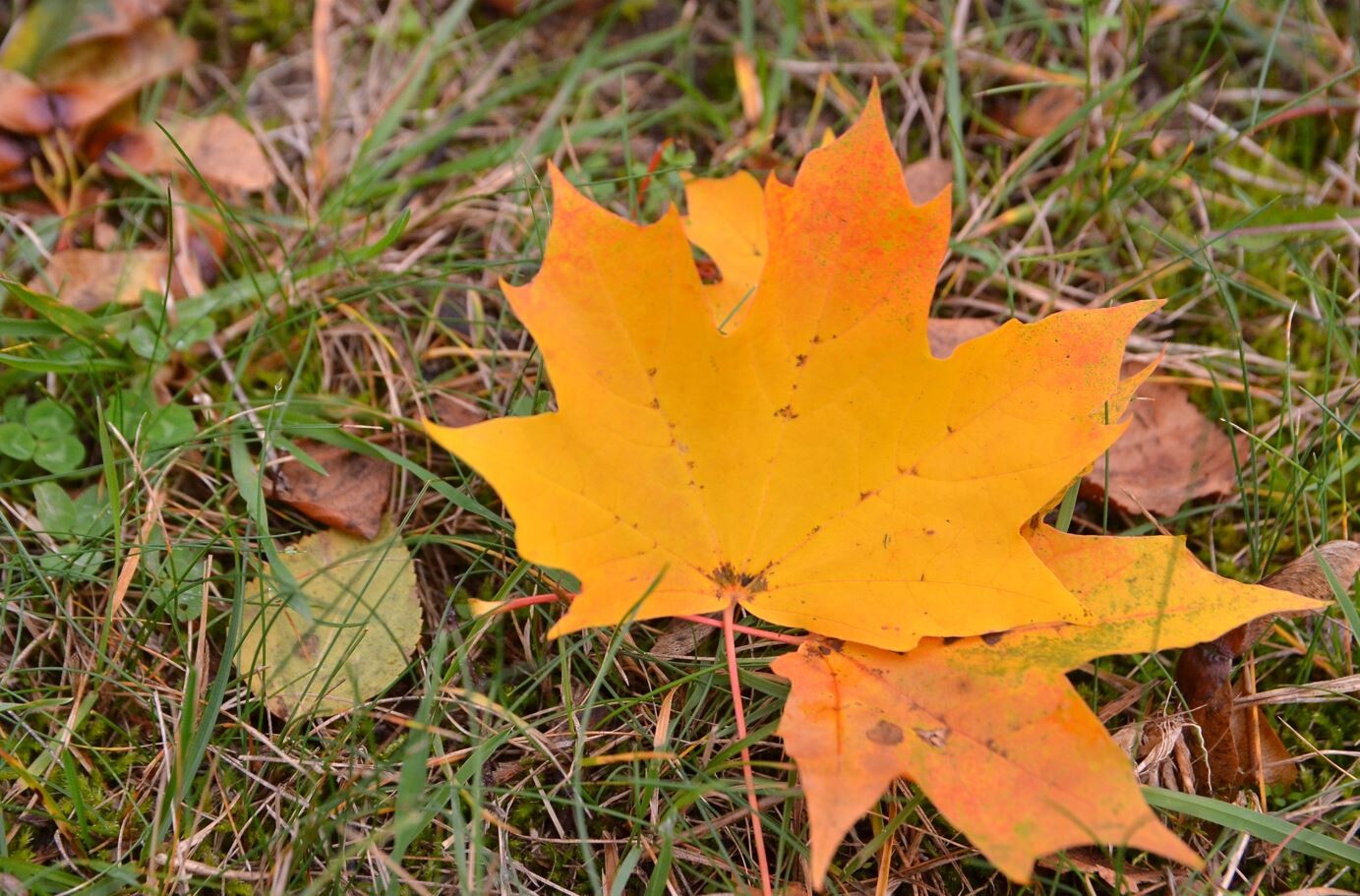 Sestdien saule mīsies ar mākoņiem