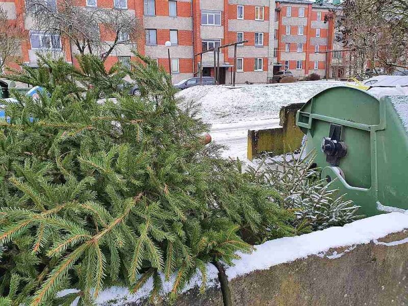 “Eco Baltia vide” nodrošinās Ziemassvētku egļu bezmaksas savākšanu