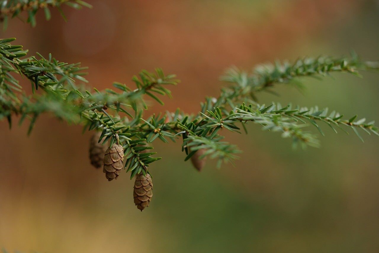 Mērsragā sasniegts jauns 16. decembra maksimālās gaisa temperatūras rekords