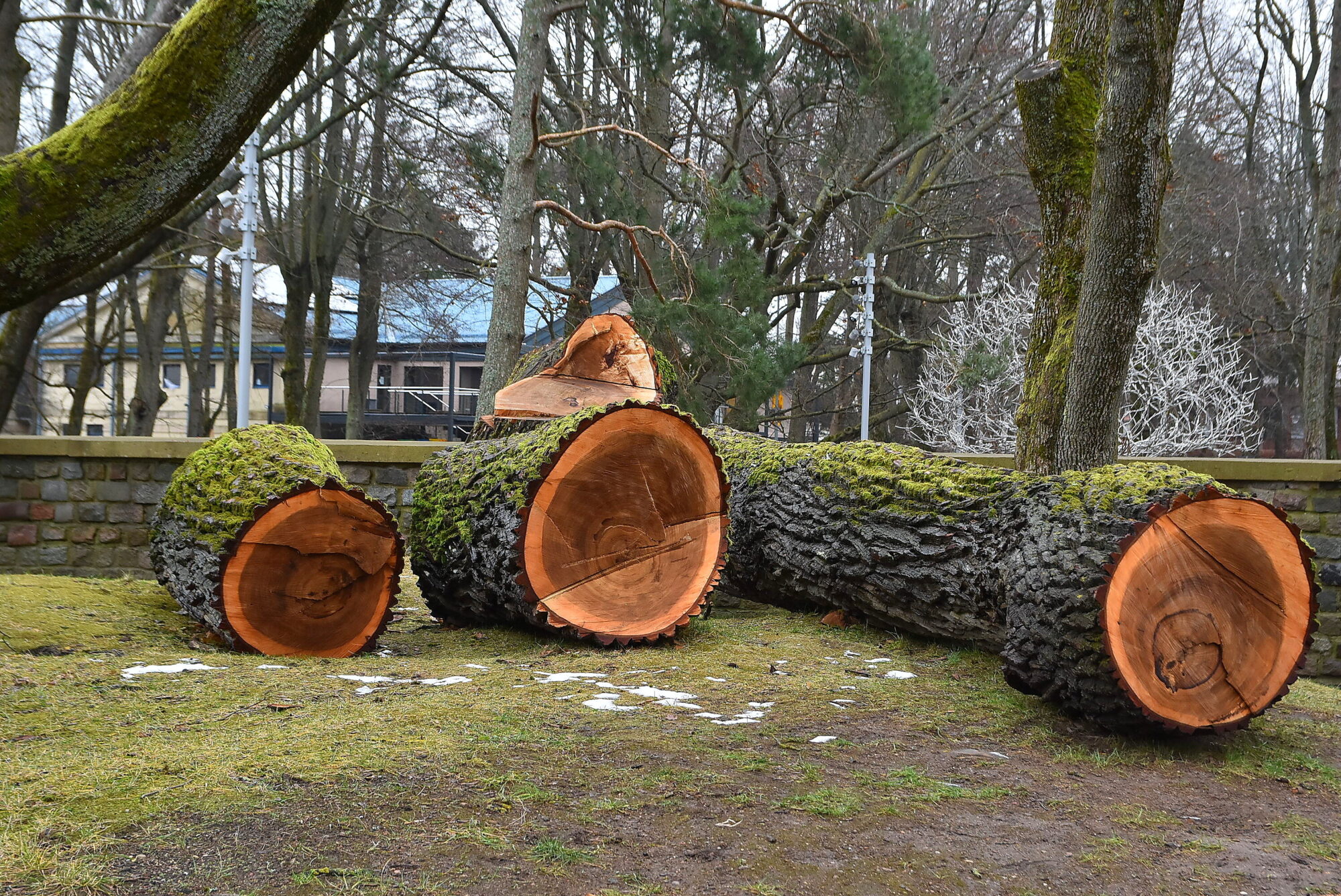 Vecie stumbri parkā atstāti ar nolūku