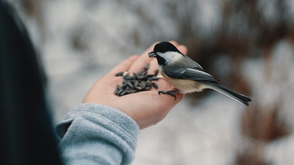 Mēneša vidējā gaisa temperatūra Latvijā pakāpusies četrus grādus virs janvāra normas