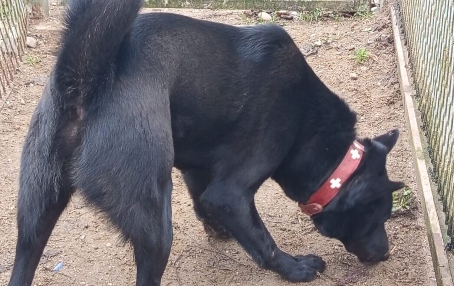 Mājas meklē lielais un spēcīgais Niko