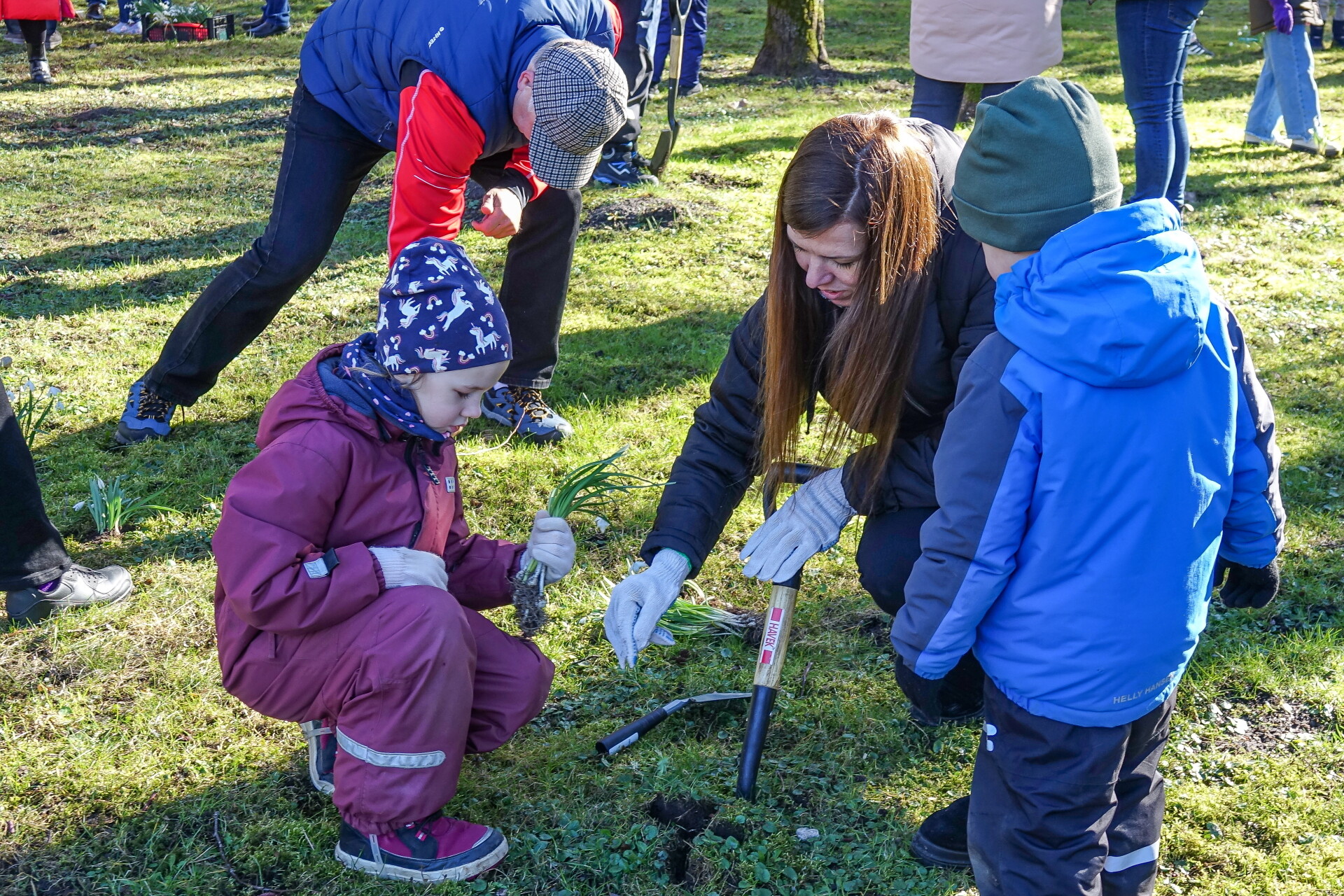 Kurzeme: Iedēsta 5000 sniegpulkstenīšu stādus