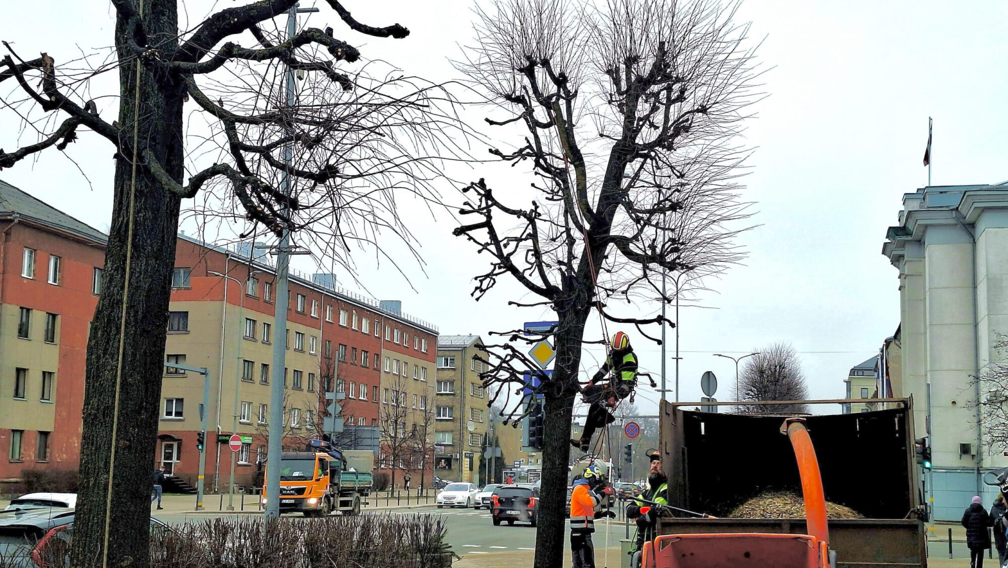 Zemgale: Jelgavā veido koku vainagus