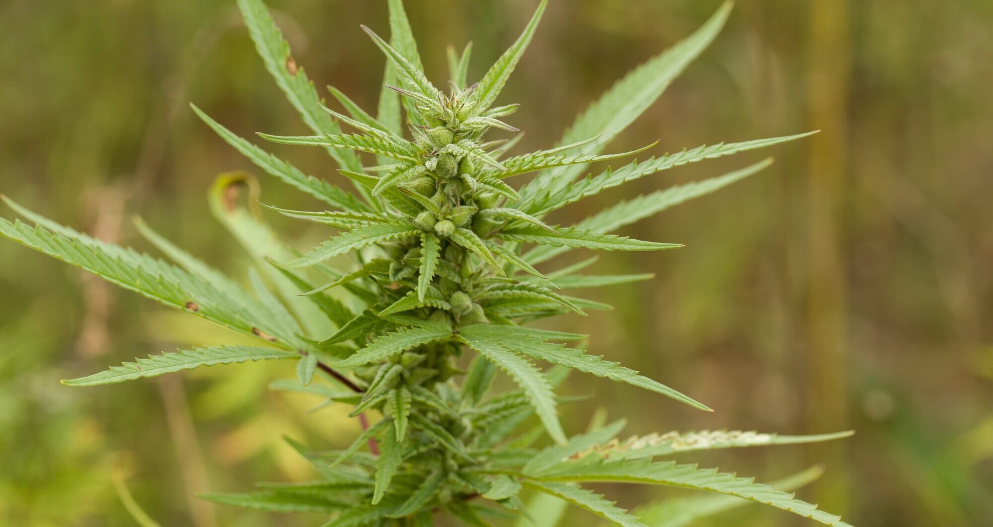 Latgale: Kaņepju audzētāji no Dekšārēm dosies uz Portugāli pēc balvas