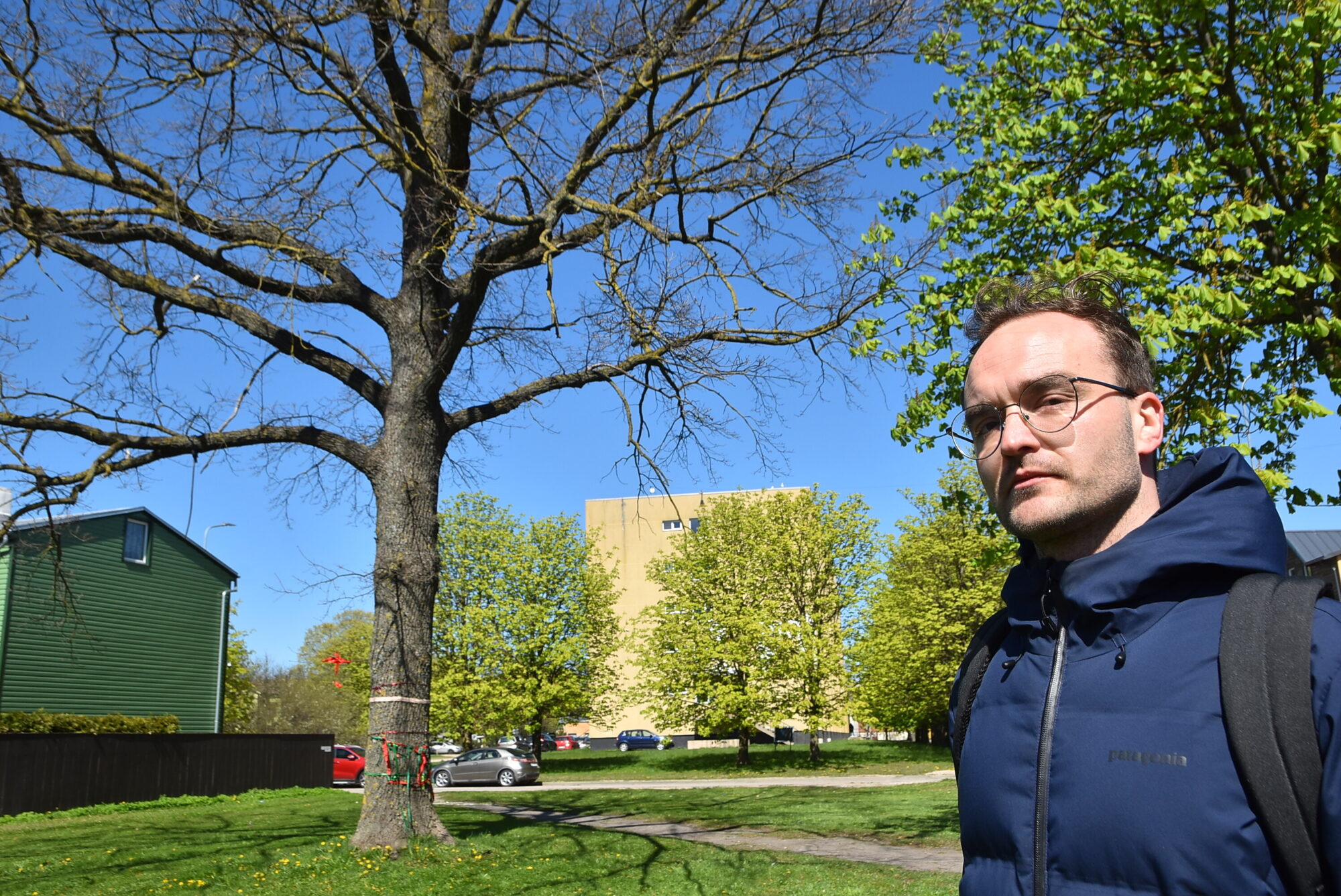 Foto: Liepājnieki vāc parakstus Anetes Ozoliņas ozola glābšanai – vēsturiskajam kokam draud nozāģēšana būvniecības dēļ